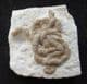 LUMBRICARIA - CUTTLEFISH COPROLITE - JURASSIC, BAVARIA, GERMANY