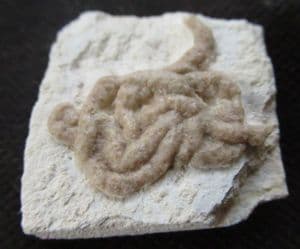 LUMBRICARIA - CUTTLEFISH COPROLITE - JURASSIC, BAVARIA, GERMANY
