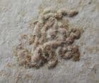 LUMBRICARIA INTESTINUM - JURASSIC, BAVARIA, GERMANY.