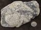 LYCOPOD ROOTSTOCK. CARBONIFEROUS, SEAHAM, TYNE  & WEAR.
