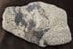 LYCOPOD ROOTSTOCK. CARBONIFEROUS, SEAHAM, TYNE  & WEAR.