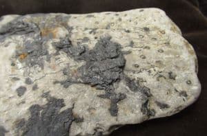 LYCOPOD ROOTSTOCK. CARBONIFEROUS, SEAHAM, TYNE  & WEAR.