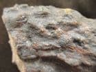 LYCOPOD TREE ROOTSTOCK - STIGMARIA FICOIDES - COAL MEASURES, FOREST OF DEAN.
