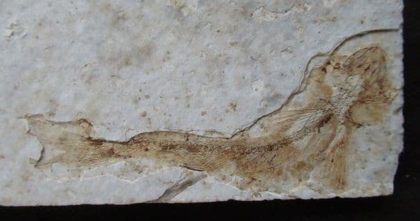 LYCOPTERA - LATE JURASSIC / EARLY CRETACEOUS FISH FROM CHINA