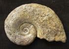 LYTOCERAS CORNUCOPIA -JUNCTION BEDS, SOMERSET.