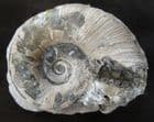 LYTOCERAS FIMBRIATUM CENTRE WHORLS - JURASSIC, GLOUCESTERSHIRE.