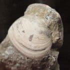MACROMYA CARIOIDES - JURASSIC, GLOUCESTERSHIRE.