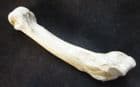 MAGNIFICENT CAVE BEAR FOOT BONE FROM ROMANIA.