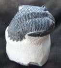 MAGNIFICENT DISPLAY HOLLARDOPS ON PEDESTAL OF MATRIX - DEVONIAN, MOROCCO.