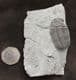 MAGNIFICENT ELDREDGEOPS RANA - DEVONIAN, NEW YORK STATE.