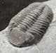 MAGNIFICENT ELDREDGEOPS RANA - DEVONIAN, NEW YORK STATE.