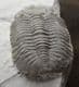 MAGNIFICENT ELDREDGEOPS RANA - DEVONIAN, NEW YORK STATE.