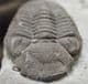 MAGNIFICENT ELDREDGEOPS RANA - DEVONIAN, NEW YORK STATE.