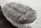 MAGNIFICENT ELDREDGEOPS RANA - DEVONIAN, NEW YORK STATE.