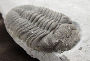 MAGNIFICENT ELDREDGEOPS RANA - DEVONIAN, NEW YORK STATE.