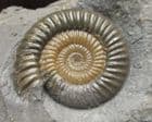 MAGNIFICENT EPOPHIOCERAS - JURASSIC, LYME REGIS.