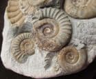 MAGNIFICENT MULTI ARNIOCERAS SPECIMEN - JURASSIC, LYME REGIS.