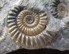 MAGNIFICENT MULTI EPOPHIOCERAS BLOCK FROM LYME REGIS.