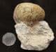 MAGNIFICENT NAUTILUS ON PEDESTAL OF MATRIX - JURASSIC, DORSET.