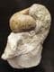 MAGNIFICENT NAUTILUS ON PEDESTAL OF MATRIX - JURASSIC, DORSET.