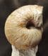 MAGNIFICENT NAUTILUS ON PEDESTAL OF MATRIX - JURASSIC, DORSET.