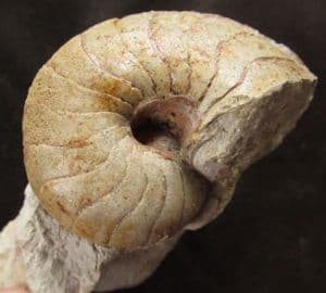 MAGNIFICENT NAUTILUS ON PEDESTAL OF MATRIX - JURASSIC, DORSET.