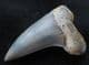MAKO SHARK TOOTH - MIOCENE, CHILE.