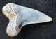 MAKO SHARK TOOTH - MIOCENE, CHILE.