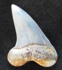 MAKO SHARK TOOTH - MIOCENE, CHILE.