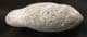 MARINE REPTILE COPROLITE FROM LYME REGIS.