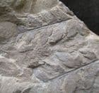 MARIOPTERIS MURICATA - COAL MEASURES, LANCASHIRE.