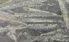 MASS MORTALITY OF GRAPTOLITES - ORDOVICIAN ,SOUTH WALES.