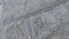 MASS MORTALITY OF GRAPTOLITES - SILURIAN,  WALES