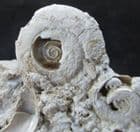 MASS OF FRESHWATER GASTROPODS - PLANORBINA - OLIGOCENE, ISLE OF WIGHT.