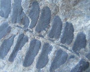 MASS OF NEUROPTERIS - COAL MEASURES, CUMBRIA.