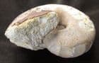 MATRIX FREE NAUTILUS - JURASSIC, DORSET.