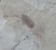 MAYFLY  WITH CRANE FLIES- EOCENE, COLORADO, USA.