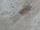 MAYFLY  WITH CRANE FLIES- EOCENE, COLORADO, USA.