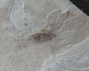MAYFLY  WITH CRANE FLIES- EOCENE, COLORADO, USA.