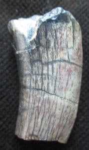 MEGALOSAURID DINOSAUR TOOTH - AFROVENATOR - JURASSIC, NIGER.