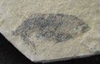 MESACANTHUS PEACHI - DEVONIAN, CAITHNESS.
