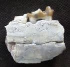 MESOHIPPUS BAIRDII JAW WITH UNERUPTED TOOTH - OLIGOCENE, SOUTH DAKOTA.