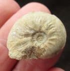 MICROCONCH LEIOCERAS OPALINUM - JURASSIC, DORSET.