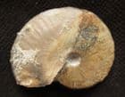 MICROCONCH OPPELI A SUBRADIATA - JURASSIC, DORSET.