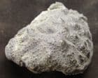 MIOCENE CRAB FROM ANTWERP, BELGIUM