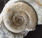MOLLISTEPHANUS MOLLIS - JURASSIC, DORSET.