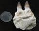 MOLLUSC CRUSHING MOSASAUR JAW SECTION WITH TEETH - UPPERMOST CRETACEOUS, MOROCCO.