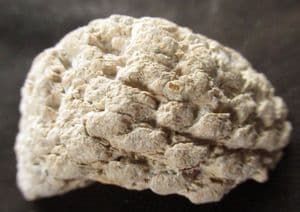 MONKEY PUZZLE TREE CONE - LOWER CRETACEOUS, PATAGONIA.