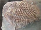 MONSTER OGYGINUS CORNDENSIS - ORDOVICIAN, MID WALES.