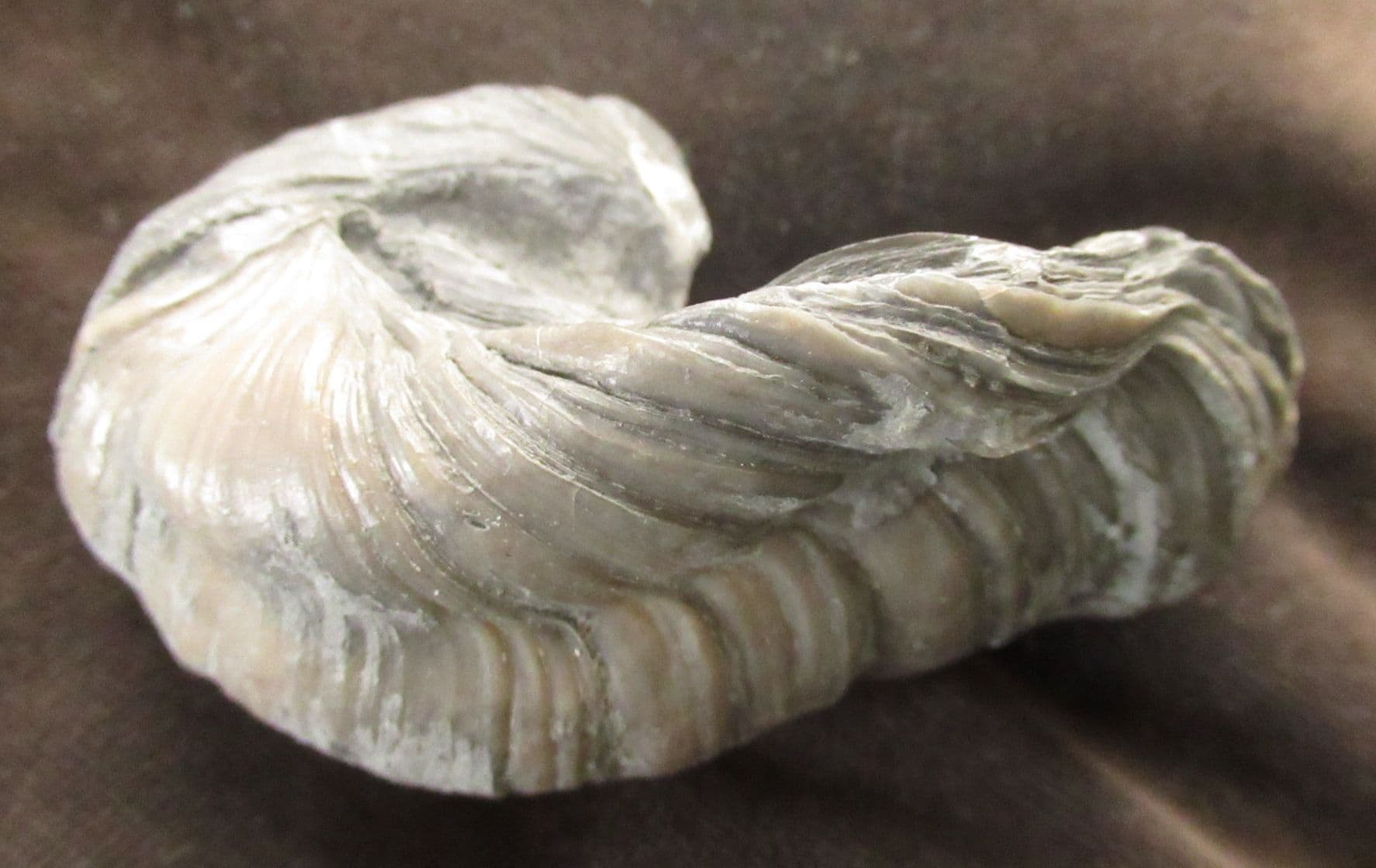 MONSTER PATHOLOGICAL DEVIL S TOENAIL - JURASSIC GLOUCESTERSHIRE